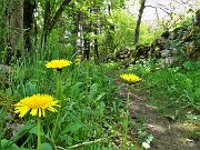 70 Fiori di Tarassacum officinale (Tarassaco comune) in fioritura 